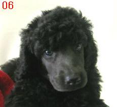 スタンダードプードルのブリーダーの繁殖犬でありペットでもあるスタンダードプードル（毛色がブラックだった頃）の写真